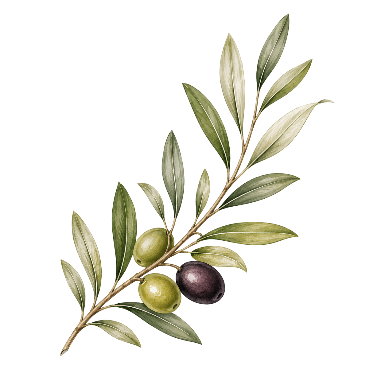 Olive Branch